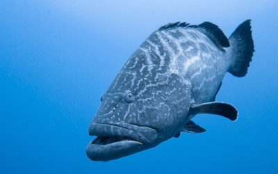 Jasa Pengiriman Ikan dan Syarat yang Perlu Diperhatikan